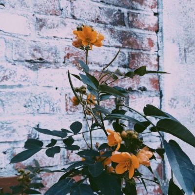 欢乐斗牛腾讯手机app下载